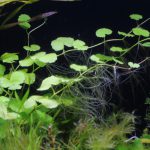 植栽から57日目　アマゾンチドメグサ